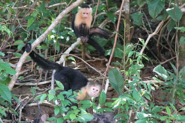 Monkeys in a tree Coiba island.