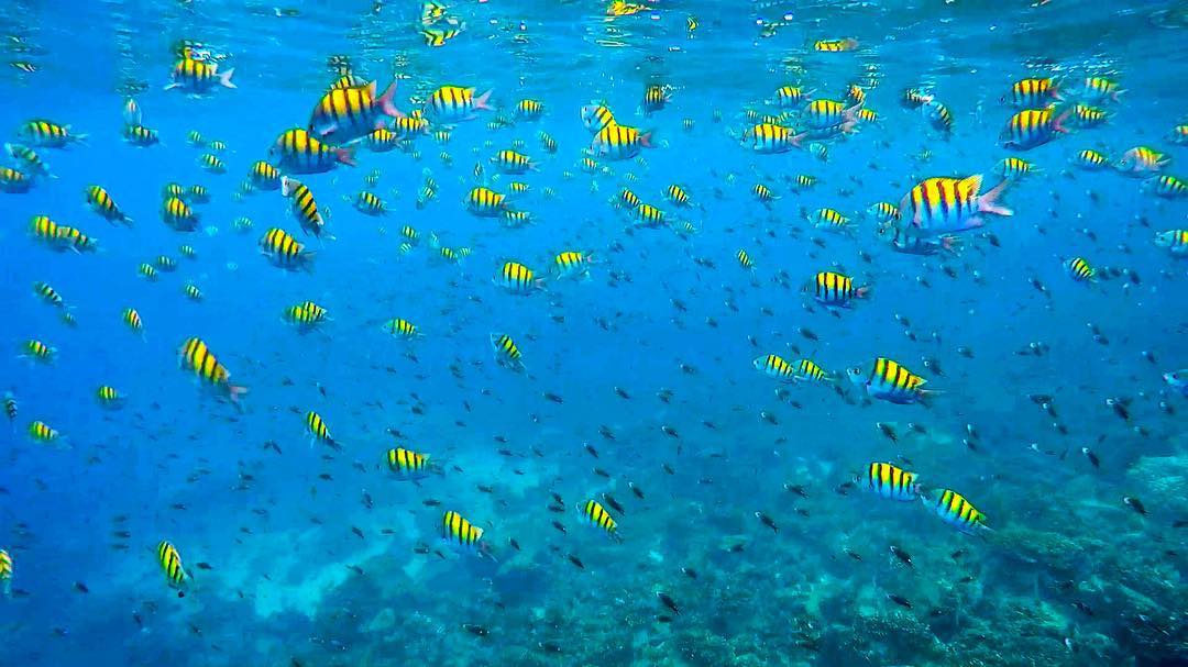 Fish Coiba Island fish