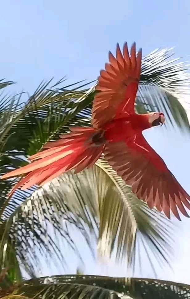 Guacamaya Parrot flying between trees Coiba Island