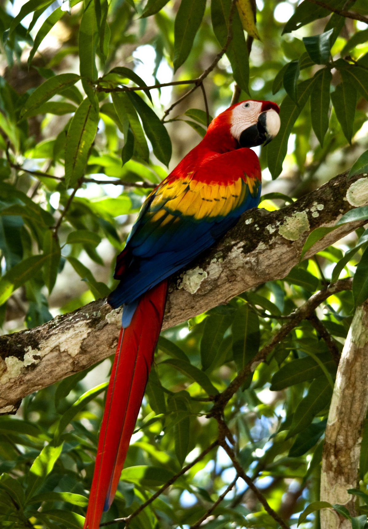 Macaw