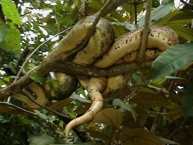 Snake in a tree on Coiba Island