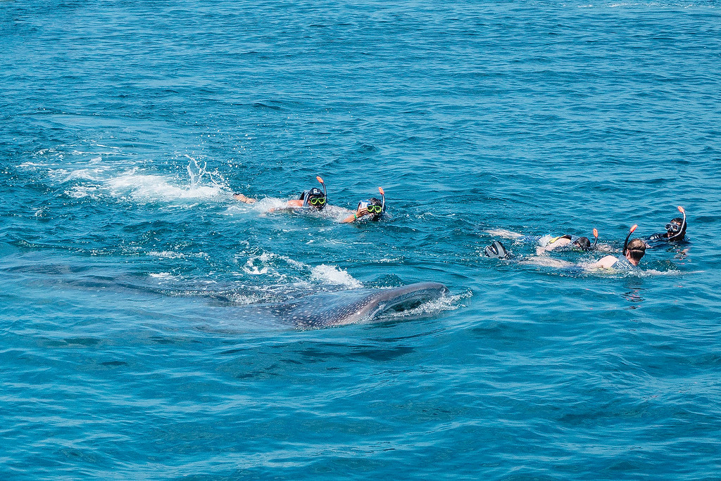 Snokelers and Whale Shark