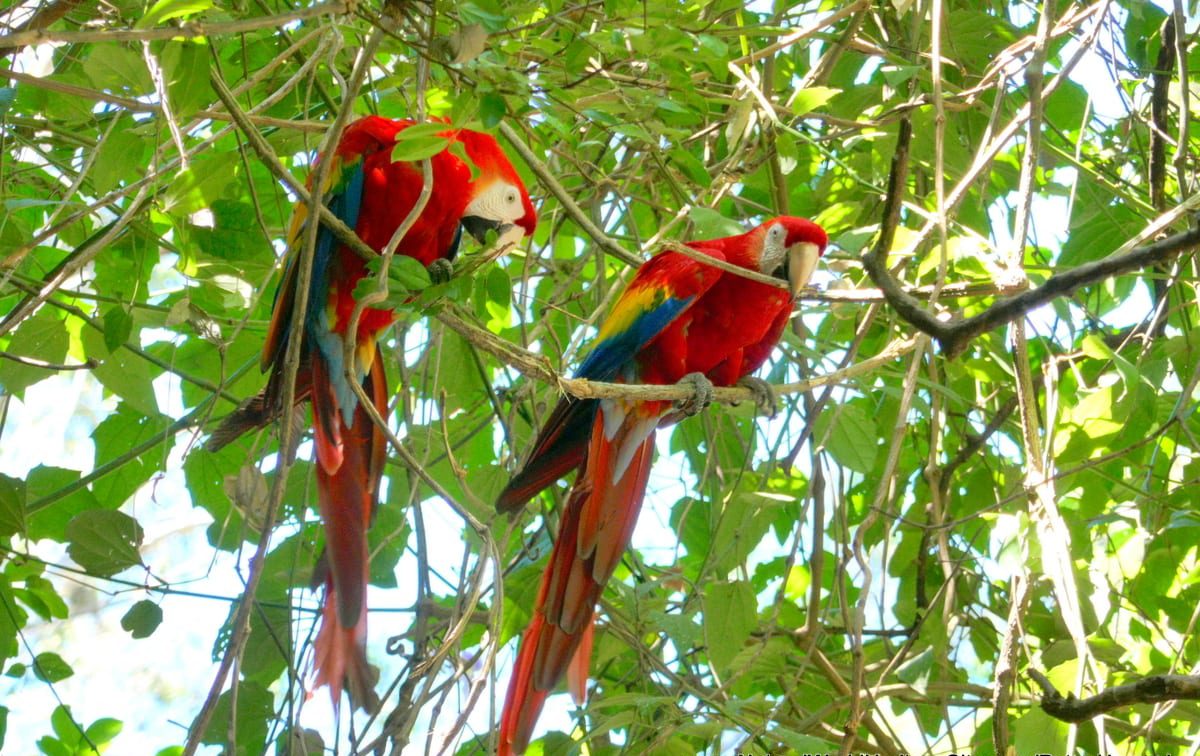 wo Macaw parrots