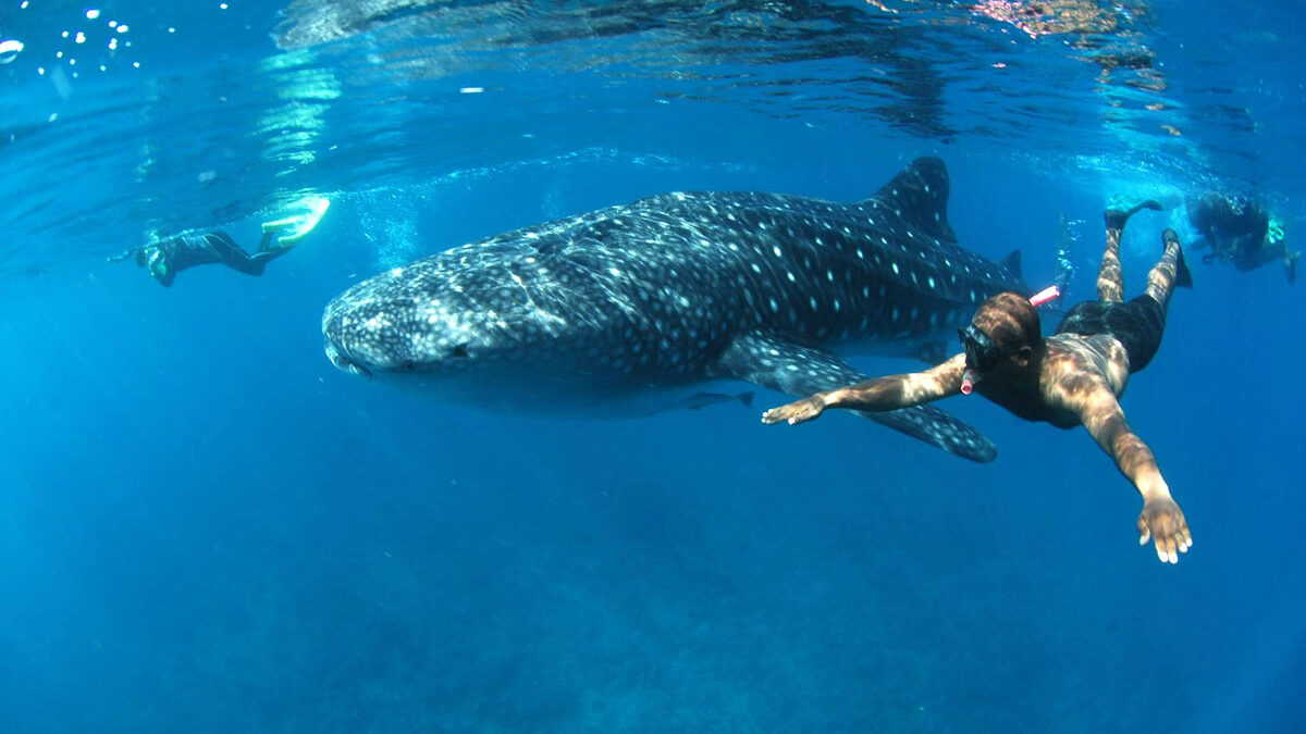 Whale shark and swimmer Coiba Island