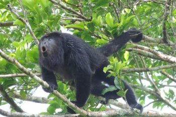 tours isla coiba panama