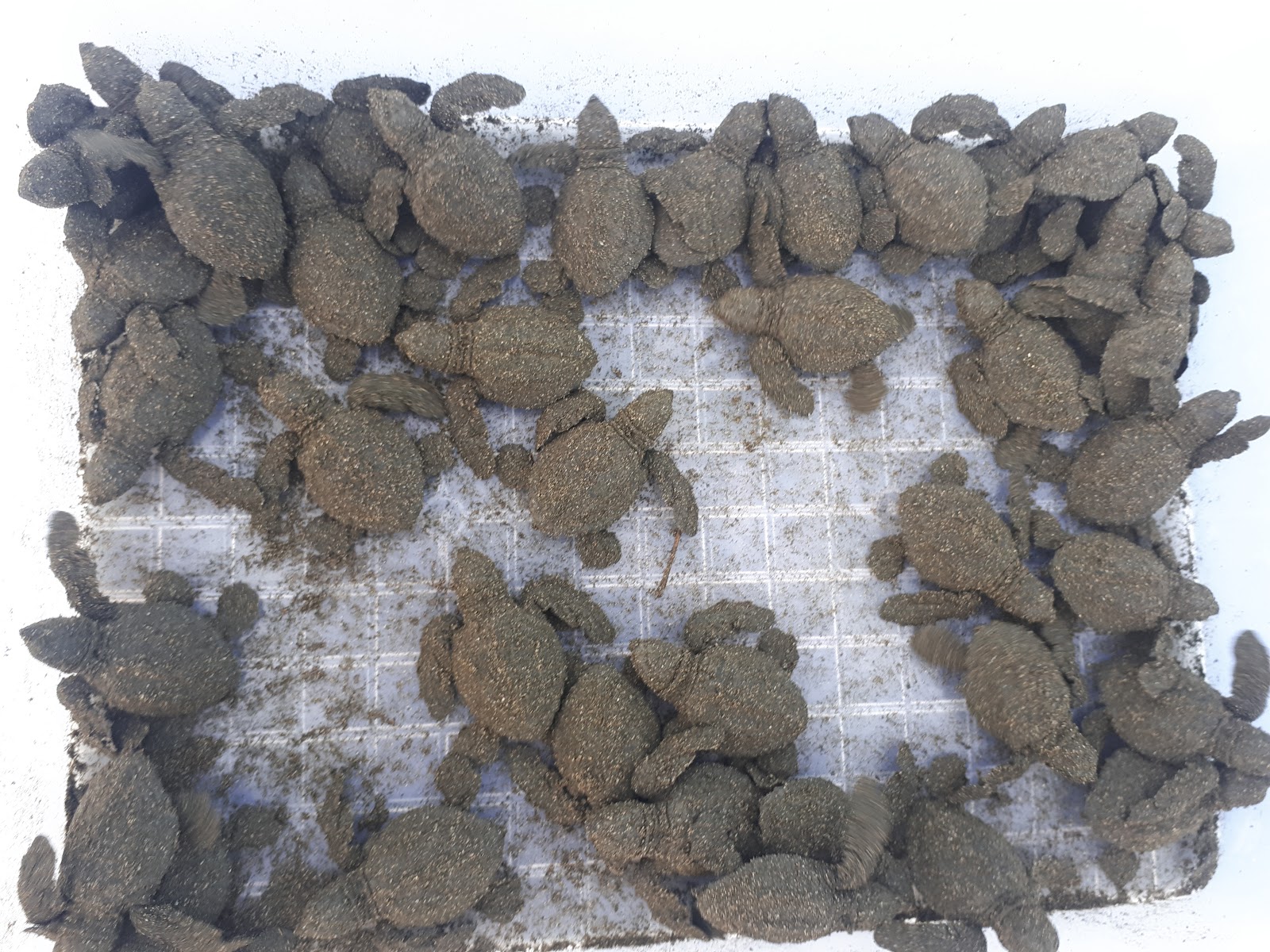 Newly hatched sea tutles.