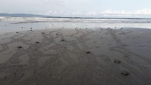 Baby Sea Turtles off to sea.