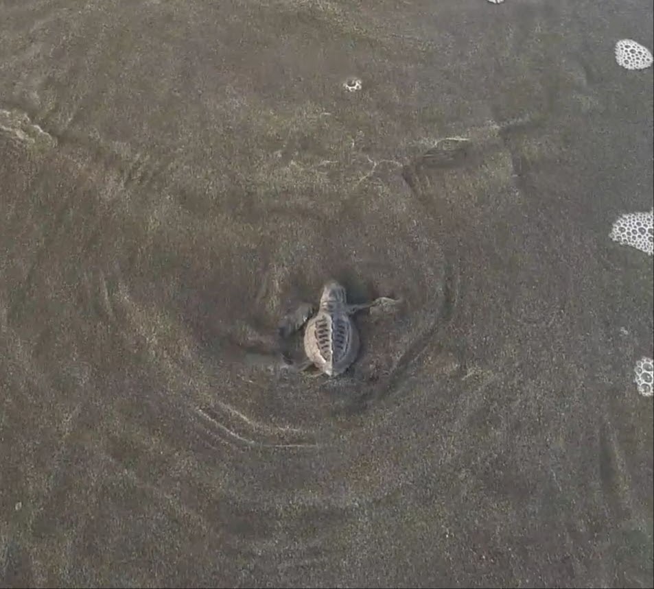 Baby sea turtle swimming in the ocean.