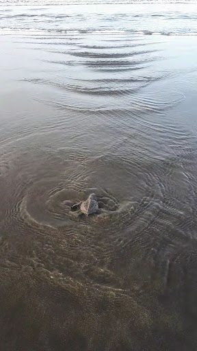 baby sea turtle swiming in the ocean.